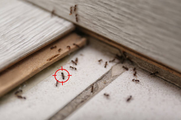Best Pest Removal Services  in Evergreen, MT
