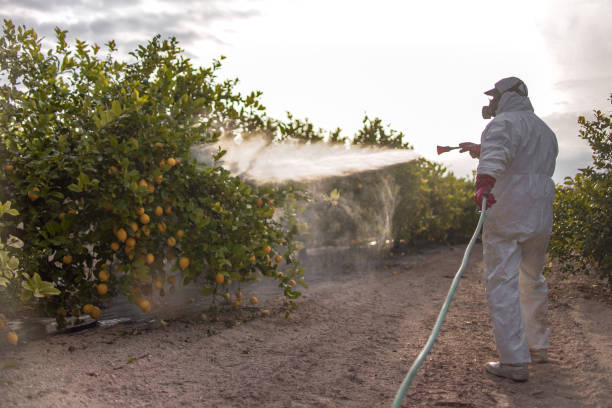 Best Bed Bug Extermination  in Evergreen, MT