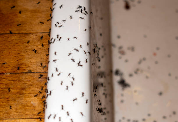 Wasp Removal Services in Evergreen, MT