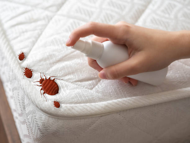 Best Wasp Removal Services  in Evergreen, MT