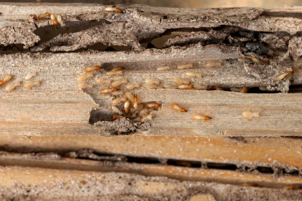 Best Affordable Pest Control Services  in Evergreen, MT