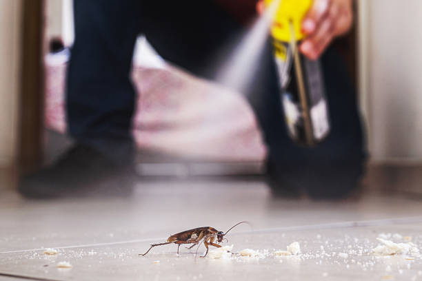 Best Spider Control Near Me  in Evergreen, MT
